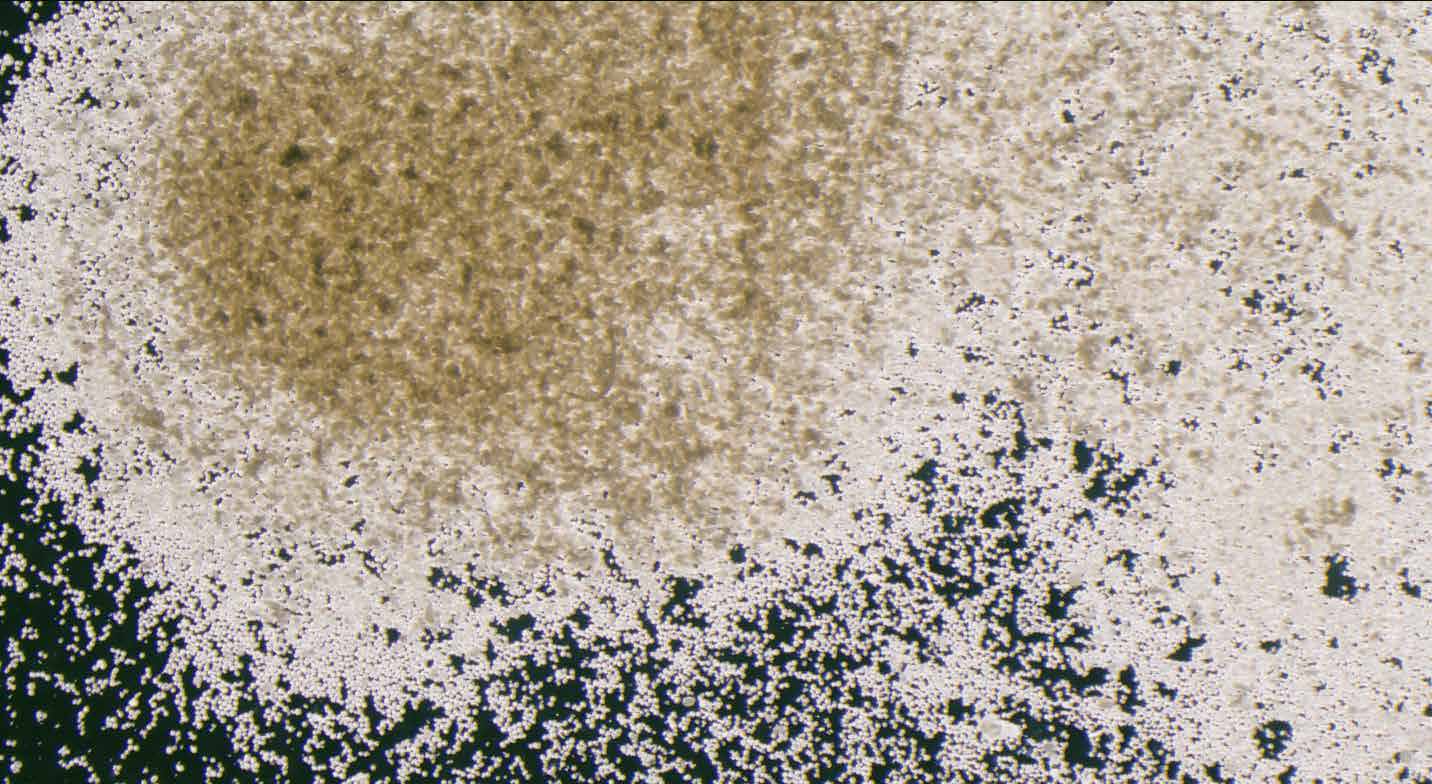 Microscopy of precipitated calcium carbonate crystals